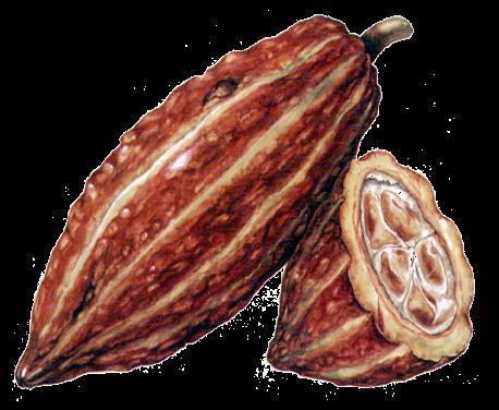 Efecto de la pulpa sobre la calidad del cacao (Eskes et.