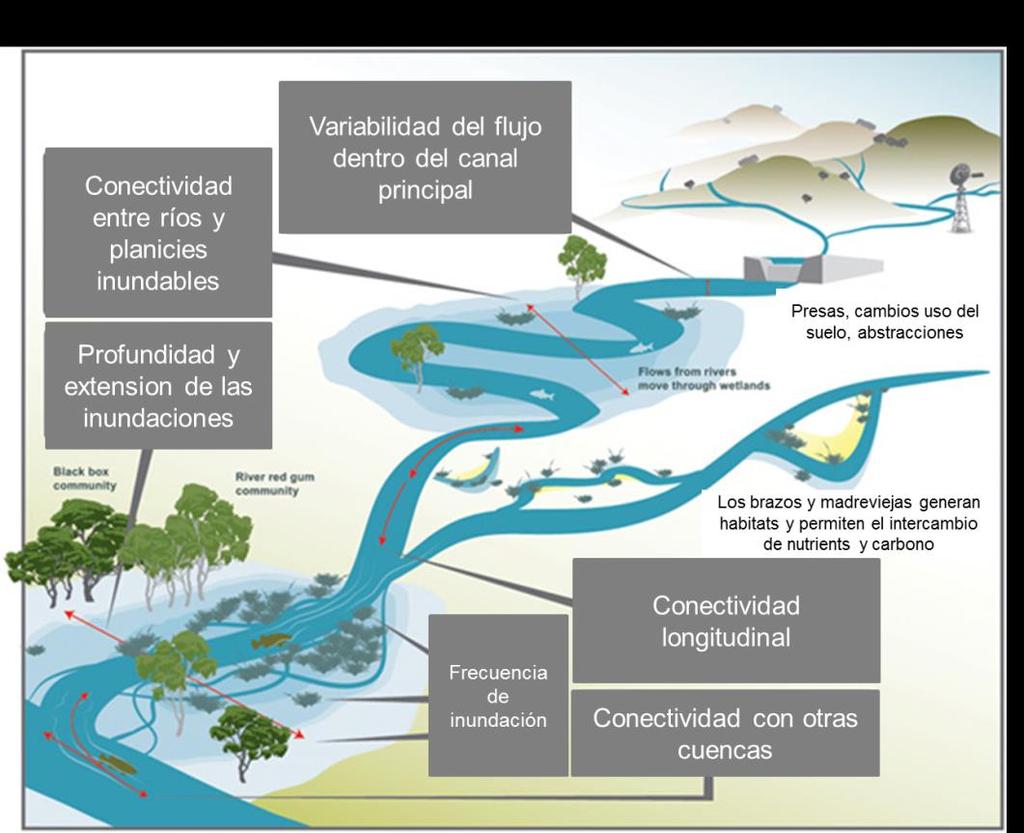 Introducción Los constituyen una parte esencial, integral y dinámica de las cuencas hidrográficas (Brils, 2008).