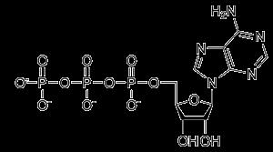 ESTRUCTURA DEL ATP enlaces ricos en energía Fosfato Ribosa (azúcar) Adenina