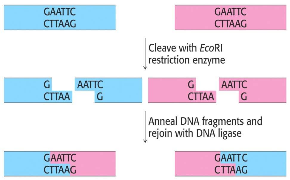 ligasas Unión entre fragmentos de DNA con extremos