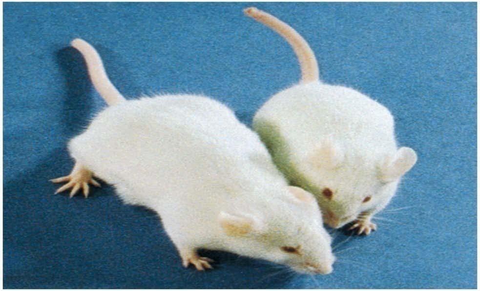 H- Organismos genéticamente modificados (GMOs) Animales transgénicos -Ratones gigantes -Introducción del gen de la hormona de crecimiento
