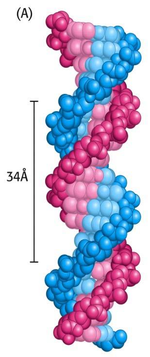 Complementariedad de bases Fuerzas que estabilizan al ADN Estructura: Exterior: Eje azúcar-fosfato con carga negativa e Interior anhidro ) -Interacciones no covalentes