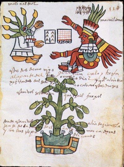 (b) Mujer preparando chocolate, de acuerdo al códice Tudela (Siglo XVI).