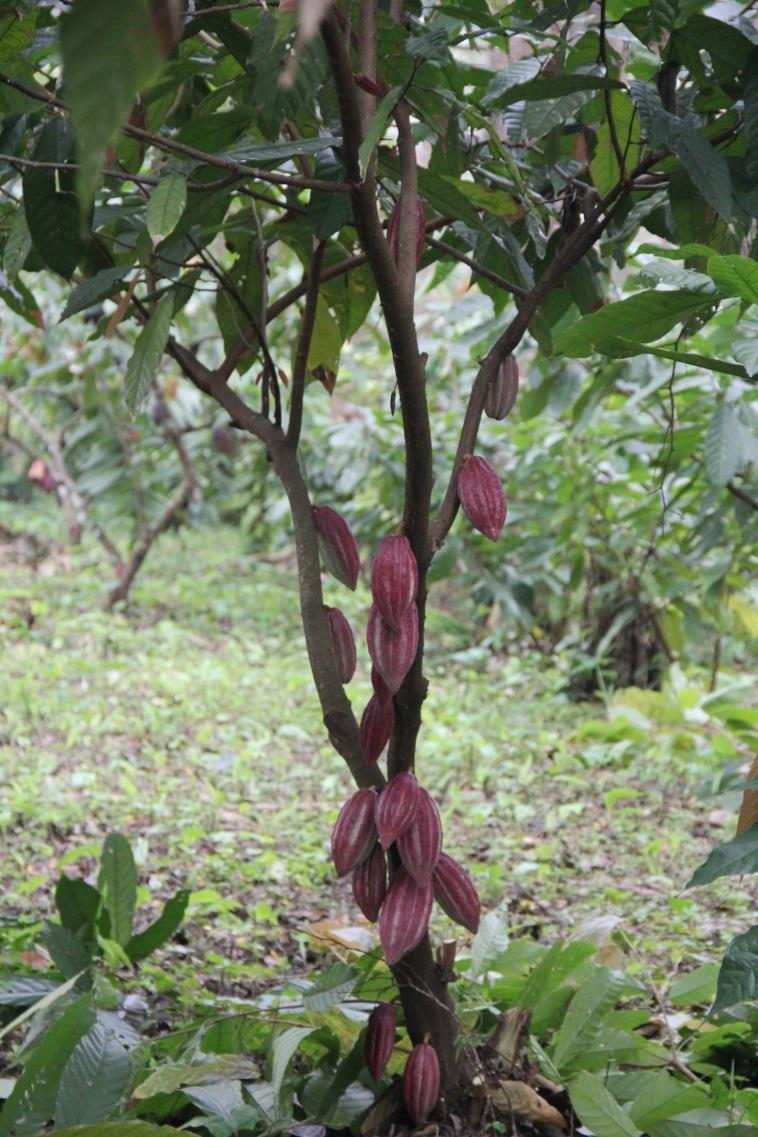 Los estudios en mejoramiento genético de cacao han demostrado la existencia del fenómeno de heterosis o vigor híbrido, el cual es mayor cuando se cruzan clones de diferente origen genético, como