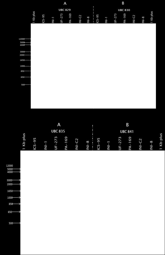 Imagen de gel con la amplificación de los progenitores con los ISSR UBC 829 (A) y UBC 830 (B) en la parte superior y en la parte inferior se observa la imagen con los ISSR UBC 835
