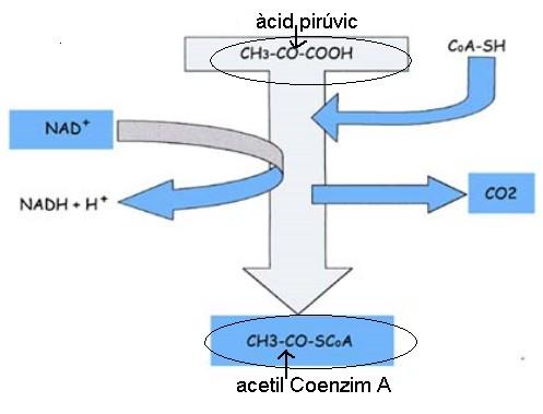 Cicle de Krebs (cícle de l àcid cítric). La respiració cel lular 3.