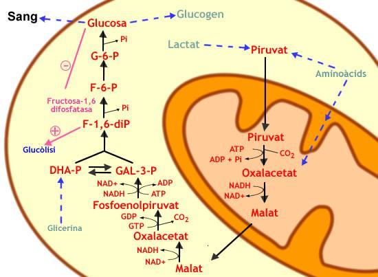 GLUCONEOGÈNESI La gluconeogènesi és un procés de síntesi de glucosa a partir de piruvat, tot i que no totes les reaccions són inverses a les de la glucòlisi (que és la via de degradació de la glucosa