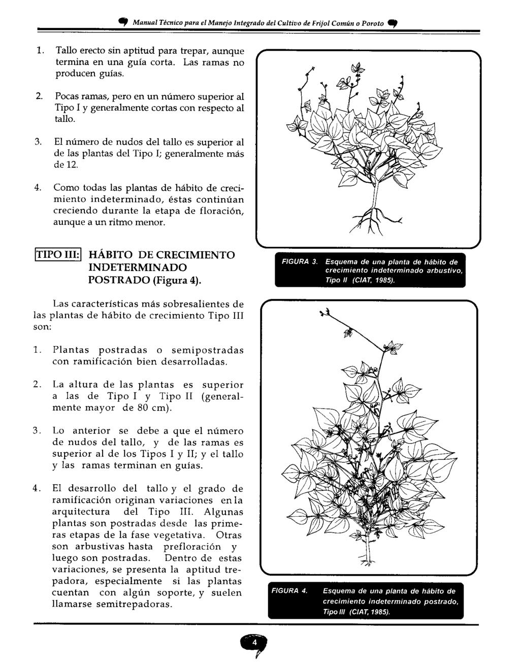 OIP Manual Técnico para el Manejo Integrado del Cultivo de Frijol Común o Poroto 1. Tallo erecto sin aptitud para trepar, aunque termina en una guía corta. Las ramas no producen guías. 2.