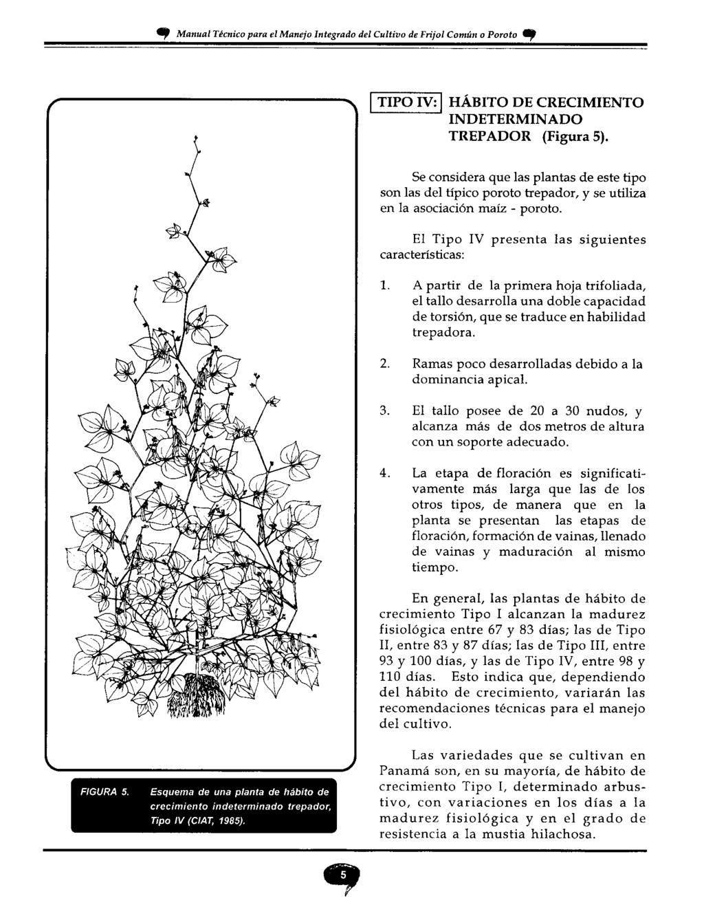 T Manual Técnico para el Manejo Integrado del Cultivo de Frijol Común o Poroto Cp TIPO IV: HABITO DE CRECIMIENTO INDETERMINADO TREPADOR (Figura 5).
