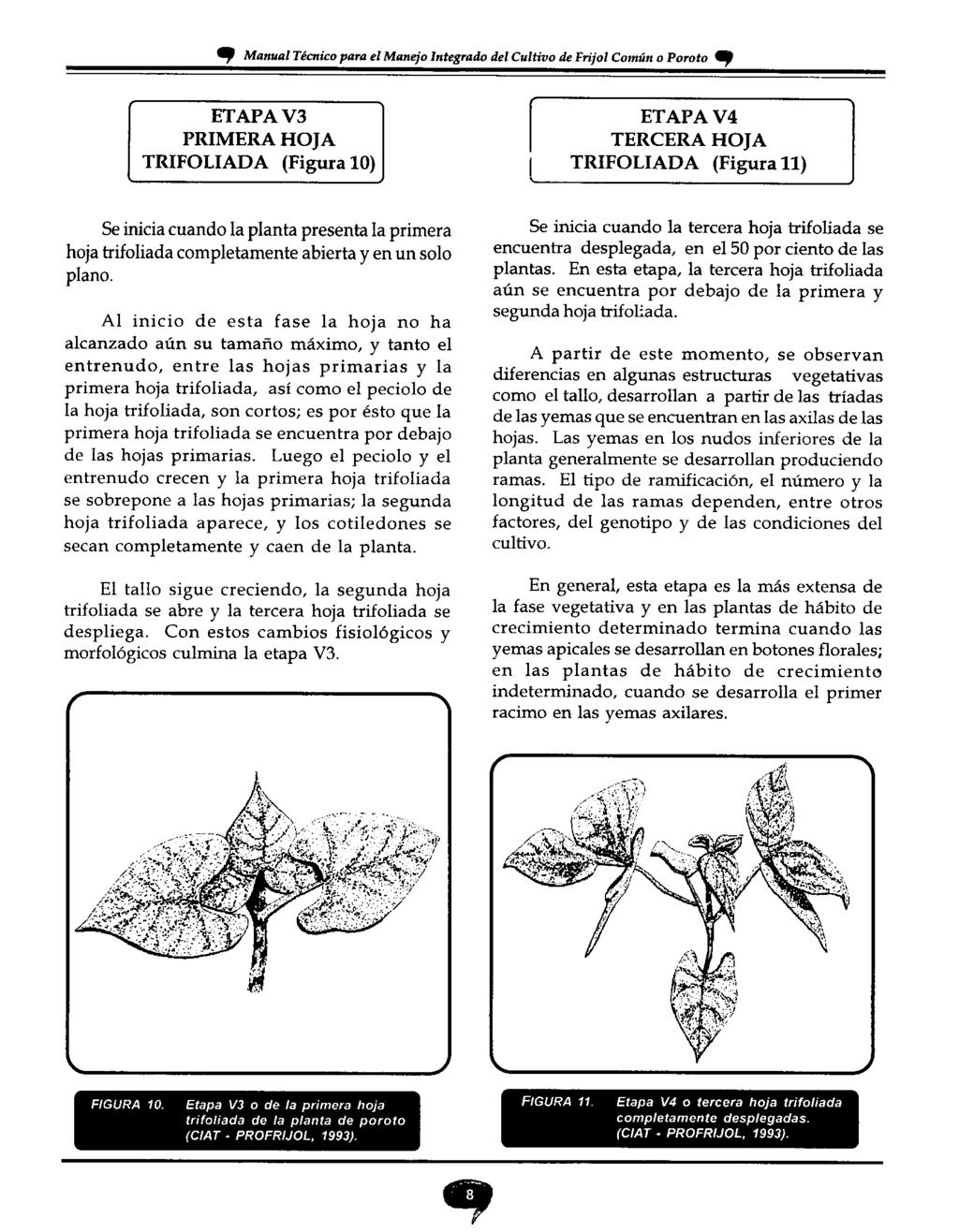 Manual Técnico para el Manejo Integrado del Cultivo de Frijol Común o Poroto, ETAPA V3 PRIMERA HOJA TRIFOLIADA (Figura 10) ETAPA V4 TERCERA HOJA TRIFOLIADA (Figura 11) Se inicia cuando la planta