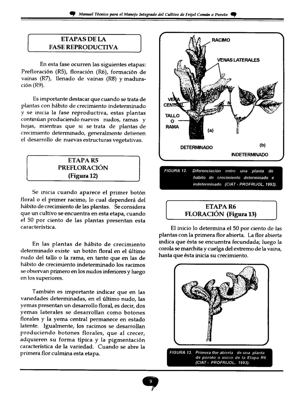 19 Manual Técnico para el Manejo Integrado del Cultivo de Frijol Común o Poroto, ETAPAS DE LA FASE REPRODUCTIVA En esta fase ocurren las siguientes etapas: Prefloración (R5), floración (R6),