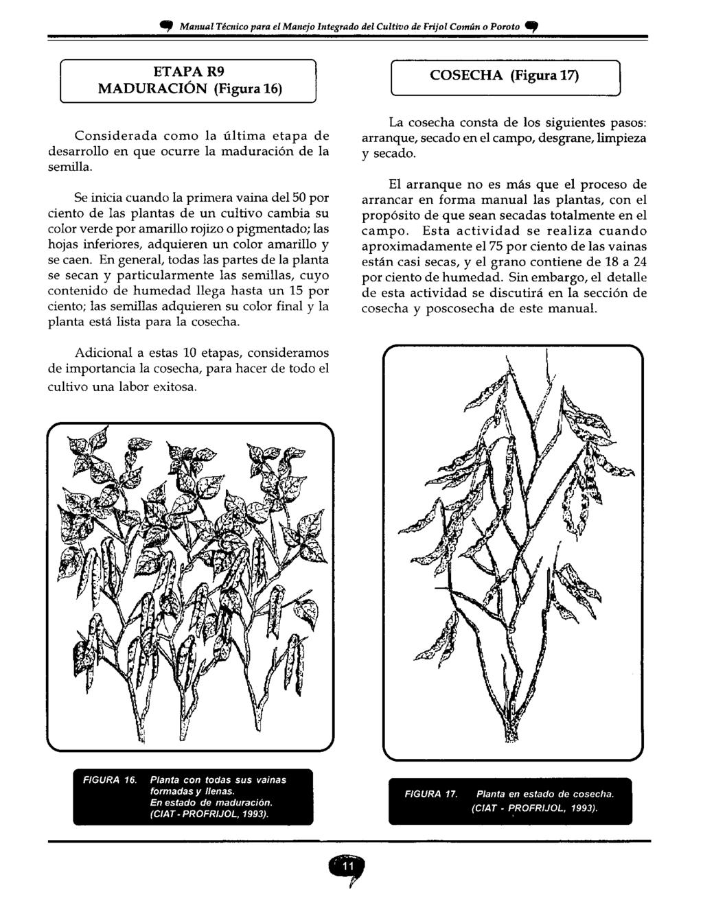 49 Manual Técnico para el Manejo Integrado del Cultivo de Frijol Común o Poroto 4P ETAPA R9 MADURACIÓN (Figura 16) Considerada como la última etapa de desarrollo en que ocurre la maduración de la