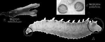 Las larvas presentan un par de espiráculos anteriores y un par posterior (fig.
