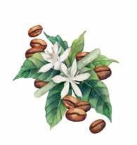 CONCLUSIONES La producción de café en las regiones Amazonas, Cajamarca y San Martín al 2030 se verá afectada por el cambio climático, debido principalmente a los cambios previstos en temperatura y en