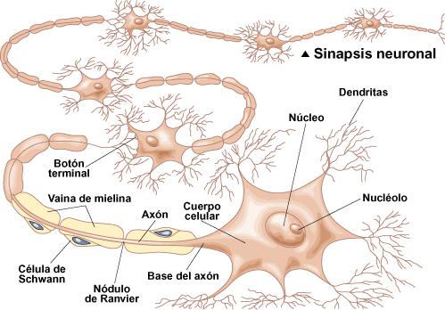 Hendidura sináptica Neurona y sus