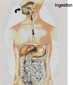 INGESTIÓN: Etapa del proceso digestivo