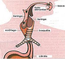 b) Faringe: Común al aparato digestivo y respiratorio.
