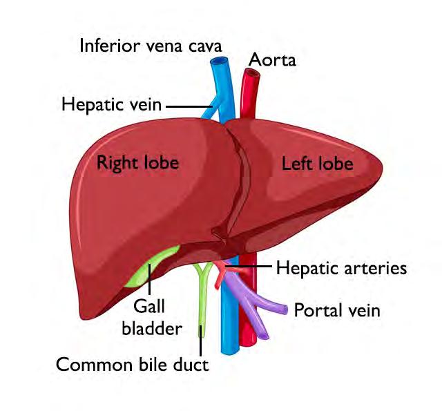 El hígado El hígado es el órgano sólido de mayor tamaño en en cuerpo. Normalmente está situado en el lado derecho del abdomen, debajo de la caja torácica.
