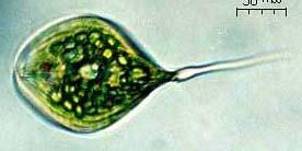 Phacus pyrum. Las células son abombadas, con el extremo posterior adelgazado en una espina larga y recta.