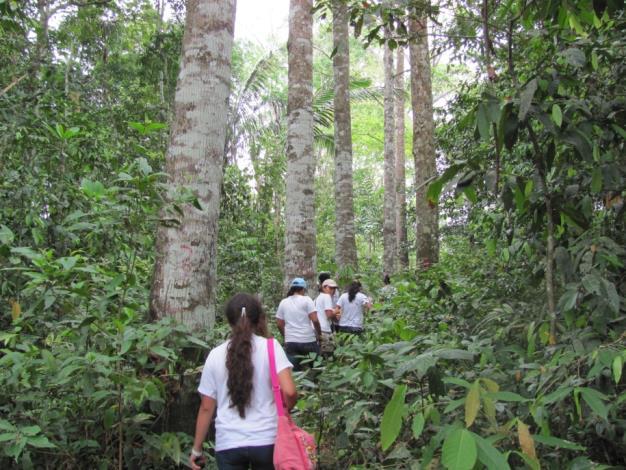 Que construimos con el conocimiento Evaluación económica de modelos productivos sostenibles: sistema de enriquecimiento forestal de rastrojos En el enriquecimiento forestal, para el
