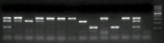 presuntivo Tamizaje por PCR Múltiple