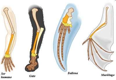 Pruebas anatómicas: Estudia la anatomía de los distintos animales y compara su relaciones evolutivos.