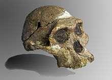 erectus Homo