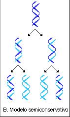- Watson y Crick indicaron cuál podría ser el mecanismo de replicación: separación de cadenas y cada una sirve de molde para una complementaria.