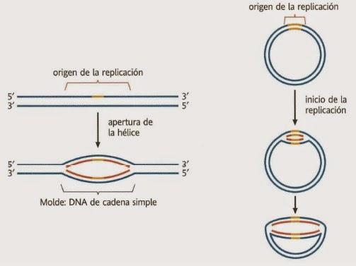 3.3. Mecanismo de replicación del ADN - Fue estudiado en procariotas, pero el mecanismo es muy similar en eucariotas. En ambos casos son dos etapas: iniciación y elongación. INICIO DE LA REPLICACIÓN.