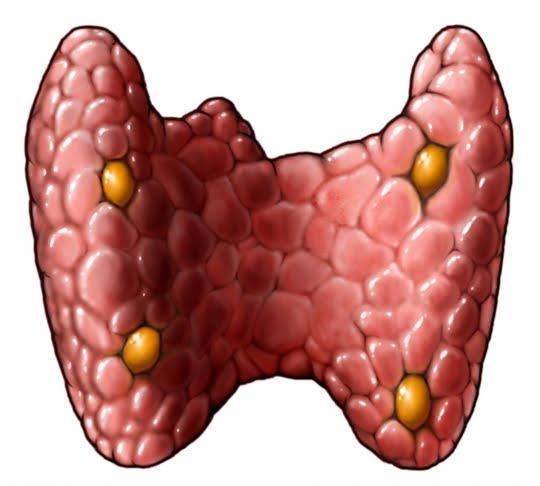 PARATIROIDES Son cuatro pequeñas glándulas situadas en la cara posterior de la glándula tiroides Producen la Paratohormona u hormona paratotiroidea (PTH) La PTH tiene el efecto contrario de la