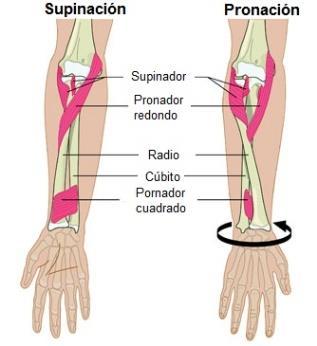 La pronación consiste en un movimiento del codo y del brazo con el fin de que la mano pueda volverse hacia abajo (rotación interna).
