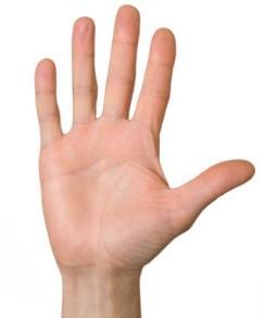compuesta por el dedo medio y principalmente el dedo índice; y la zona de los alcances, borde cubital de la mano, con los dedos anular y meñique (A. I. Kapandji, Fisionomía Articular, 2006).