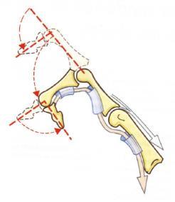 De esta forma, cuando el tendón se contrae al mismo tiempo que los músculos flexores, se produce el movimiento de encogimiento del dedo (figura 9).