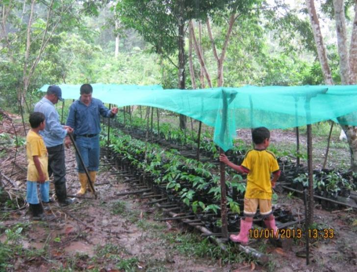 Proyecto: Cultivo de cacao Río Comunidad Familias