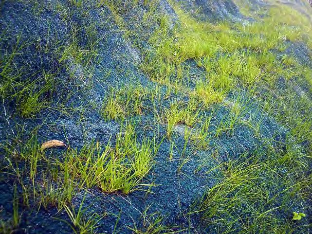 AGROMANTO Mantos temporales para control de erosión, elaborados con fibras 100% naturales y biodegradables de fique o fique-coco.