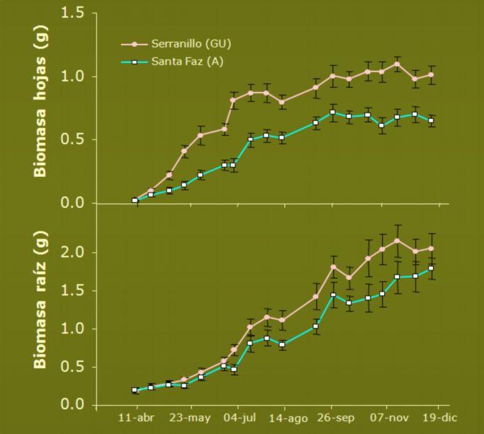 Ritmo de crecimiento de la encina en vivero (biomasa acumulada) 16 2ª M 3ª M oel crecimiento no es continuo durante el periodo vegetativo olos ritmos difieren entre raíz y tallo.