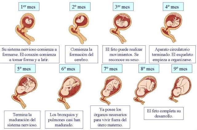 mantiene la conexión del saco vitelino y la placenta por medio del conducto vitelino y el cordón umbilical respectivamente. Periodo fetal Desarrollo del feto.