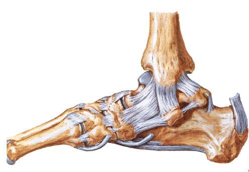 Anatomía del pie Ligamentos del tobillo visión medial