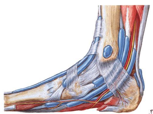 Anatomía del pie Vista superficial del tobillo y pie, cara medial Extensor largo del dedo gordo Tibial anterior Tibial