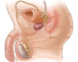 El pene también es un órgano externo. En el interior del pene hay un conducto (un tubito) por el que sale la orina y los espermatozoides.