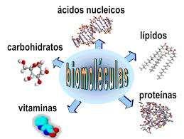 Las biomoléculas pueden agruparse en tres categorías.