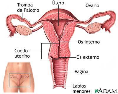 se proyecta dentro de la vagina Mide, de 3 a