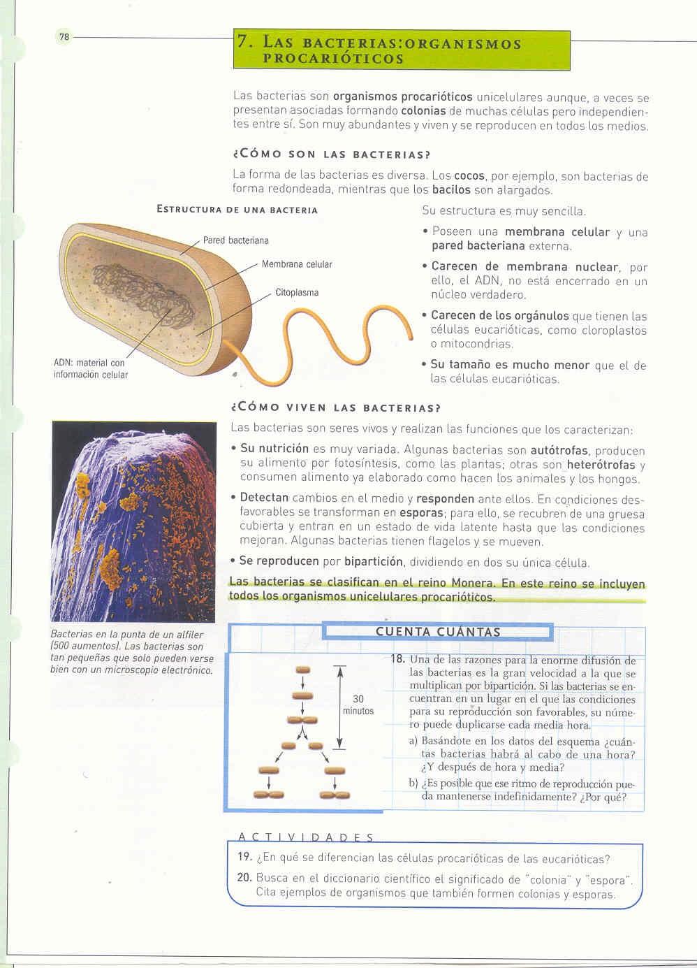 7. LAS BACTERIAS. ORGANISMOS PROCARIOTAS. Son organismos PROCARIOTAS de formas muy diversas (cocos, bacilos, espirilos...).