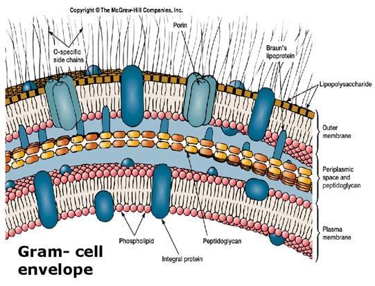 la capa de peptidoglicano es fina y esta rodeada por a una segunda membrana lípida exterior que contiene