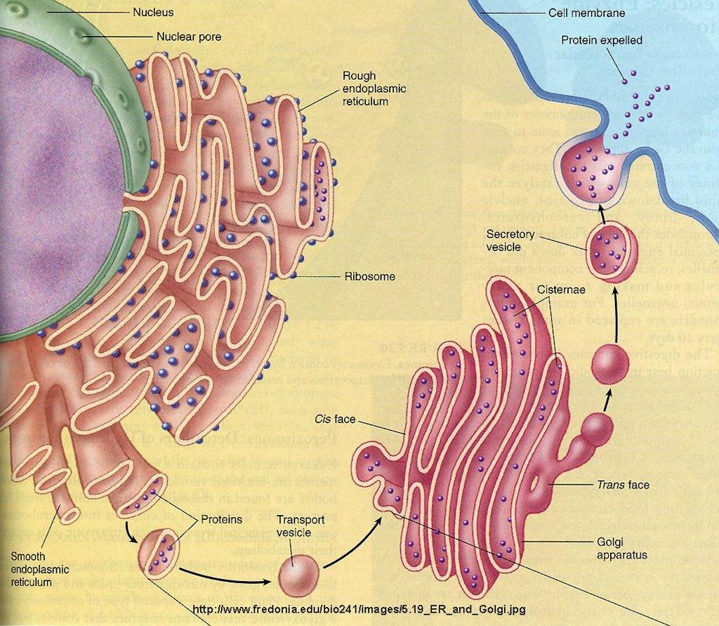 Envoltura Nuclear Sistema de Endomembranas Retículo Endoplasmático