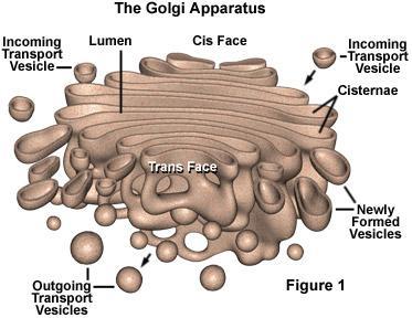 Aparato de Golgi formado por bolsas aplanadas y apiladas unas sobre otras llamadas dictiosomas participa en el procesamiento de proteínas sintetizadas en el
