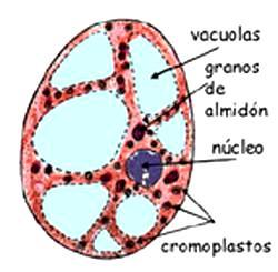 Plastos son organelos rodeados por una membrana doble que tienen la función de