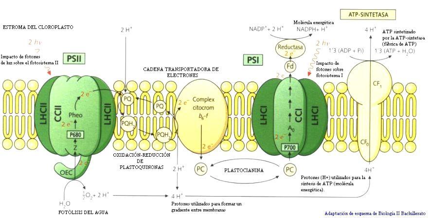 La membrana interna de los cloroplastos
