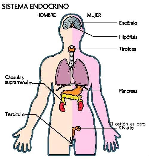 5. Sistemas de Organos diferentes órganos actúan juntos para llevar a cabo