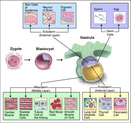 Características Como resultado de la diferenciación, las células adquieren su estructura y aspecto característicos.